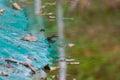 Wildlife: Northern Waterthrush feed on insects in artificial water reserve in the Jungle